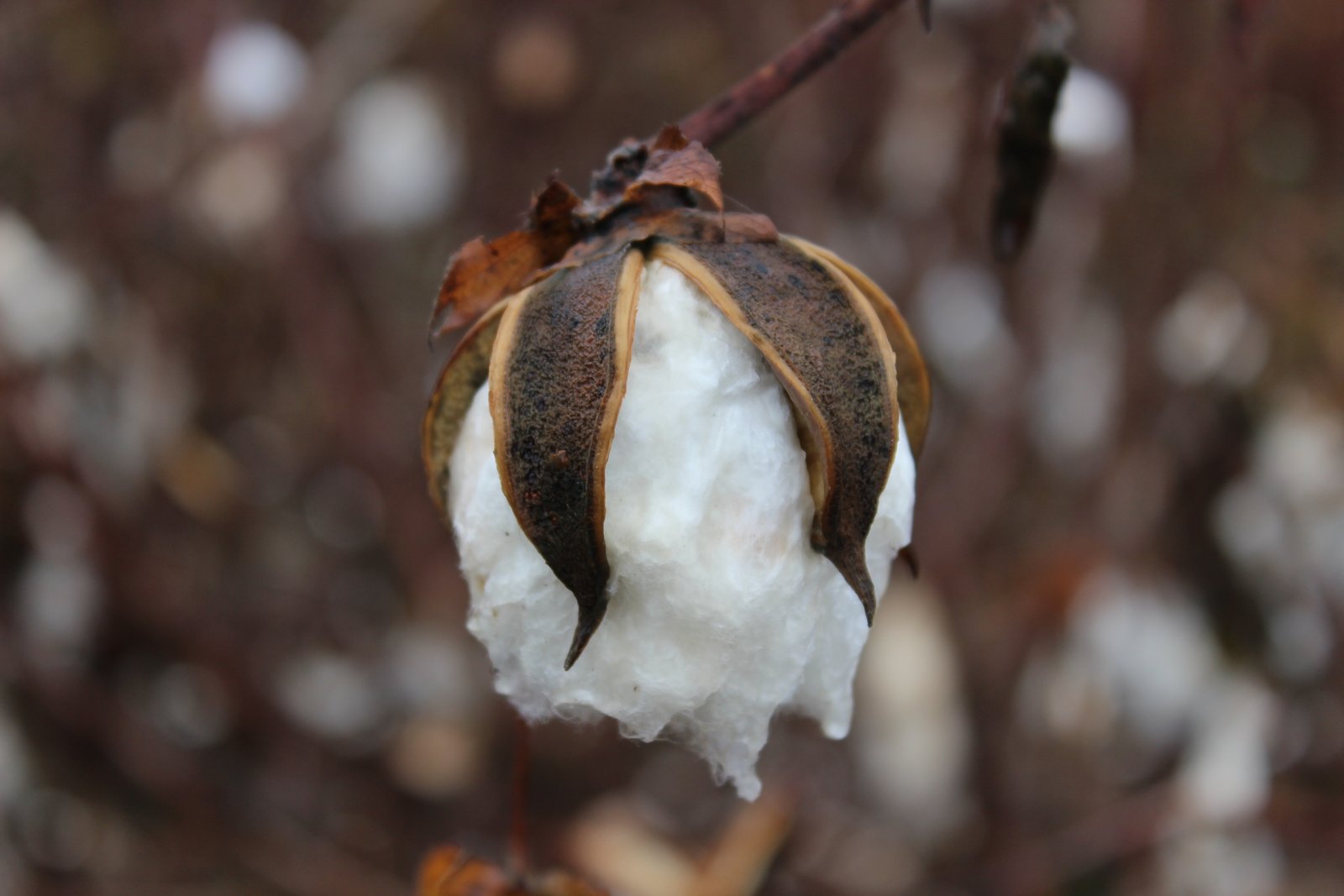 Raw Cotton